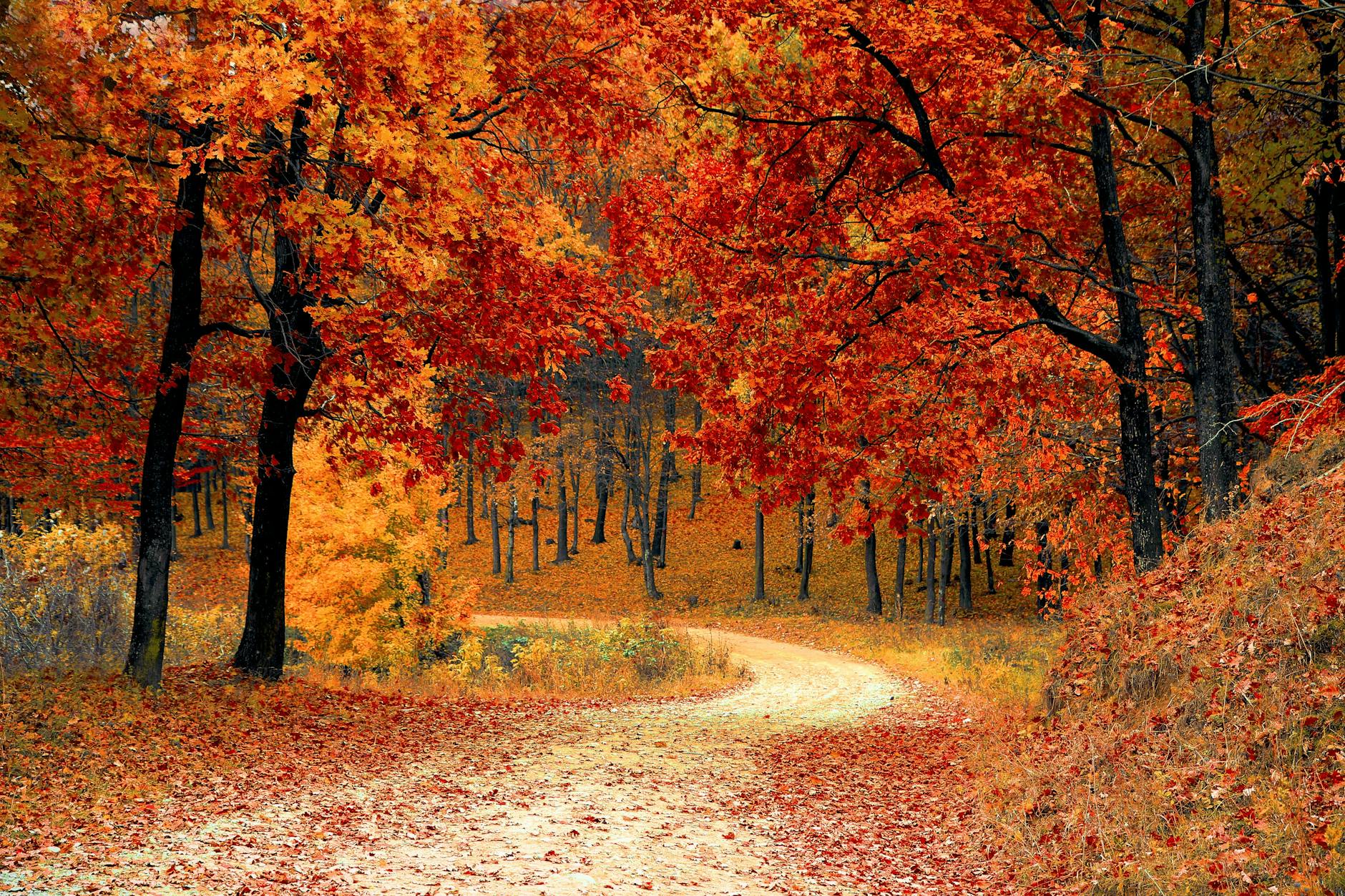 POUR VIVRE UN AUTOMNE EN EQUILIBRE